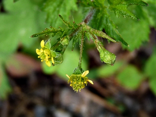 {Geum vernum}